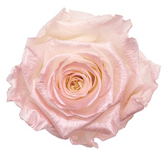 Preserved Roses - Art Decó Collection - ROSENSTAB - Amour