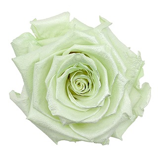 Preserved Roses - Art Decó Collection - ROSENSTAB - Baby Vert