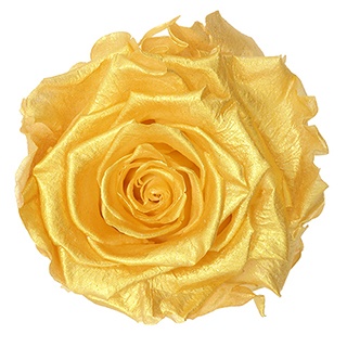 Preserved Roses - Art Decó Collection - ROSENSTAB - Eden Glows