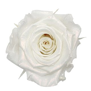Preserved Roses - Art Decó Collection - ROSENSTAB - Eliette