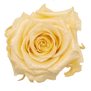 Preserved Roses - Art Decó Collection - ROSENSTAB - Gaela