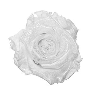 Preserved Roses - Art Decó Collection - ROSENSTAB - Moonlight