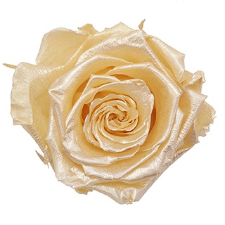 Preserved Roses - Art Decó Collection - ROSENSTAB - Purity