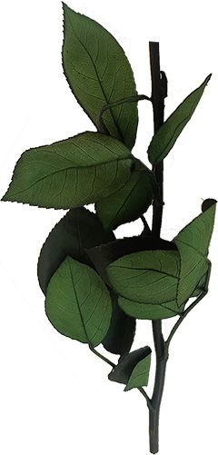 Preserved rose stem